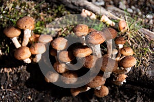 Lots of small brown mushrooms grow on the damp soil
