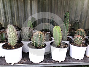 Lots of small cactus plants