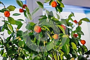 Lots of small oranges on an orange tree. Fruits of houseplant