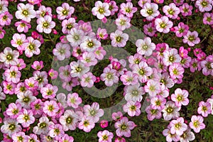 Lots of small pinks blooms.