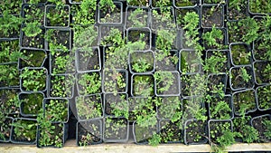 Lots of small potted plants. Photosynthesis of coniferous seedlings. Ornamental shrubs