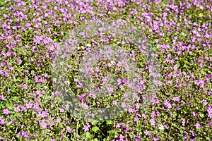 Lots of small purple flowers on a meadow for backgrounds