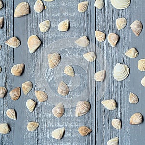 Lots of small seashells on light wooden background