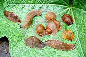 Lots of Spanish slug arion vulgaris on the green leaves in the garden. Closeup of garden slug arion rufus.