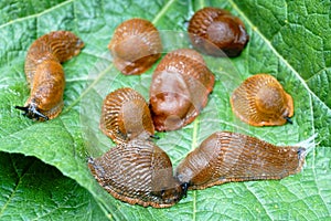 Lots of Spanish slug arion vulgaris on the green leaves in the garden. Closeup of garden slug arion rufus.