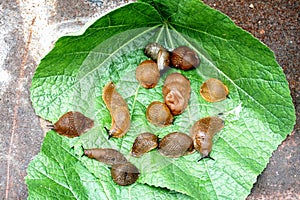 Lots of Spanish slug arion vulgaris on the green leaves in the garden. Closeup of garden slug arion rufus.