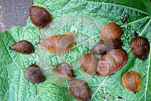 Lots of Spanish slug arion vulgaris on the green leaves in the garden. Closeup of garden slug arion rufus.