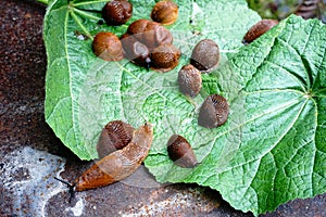 Lots of Spanish slug arion vulgaris on the green leaves in the garden. Closeup of garden slug arion rufus.