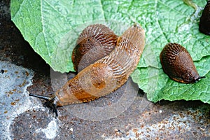 Lots of Spanish slug arion vulgaris on the green leaves in the garden. Closeup of garden slug arion rufus.