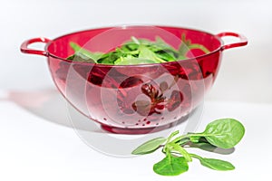 Lots of spinachs in a red collander on white background, close up, isolated photo