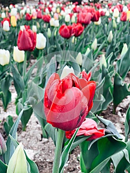 Lots of spring tulips of different colors beautiful flowers