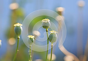 Lots of stems and fruits of poppy flower plant grow in a gentle