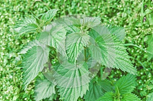 Lots of stinging green nettles