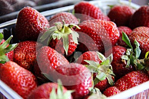 lots of strawberries in a plastic container. there's a lot of ripe strawberries in the plastic tray