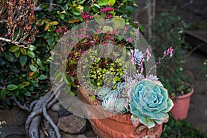 Lots of Succulents in a pot