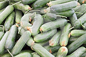 Lots of summer squash Lebanese summer squash as backround