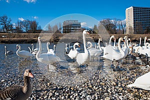 Molto da Cigni un ferri da stiro sul Riva del fiume un fiume monaci 