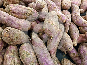 Lots of sweet potatoes