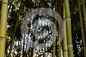 Lots of tall bamboo trunks