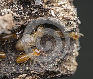 Lots of tiny termites on the dried or dead tree bark