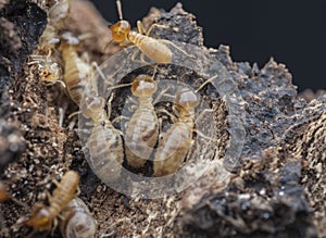 Lots of tiny termites on the dried or dead tree bark