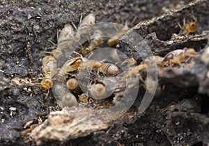 Lots of tiny termites on the dried or dead tree bark