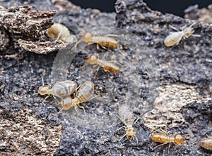 Lots of tiny termites on the dried or dead tree bark