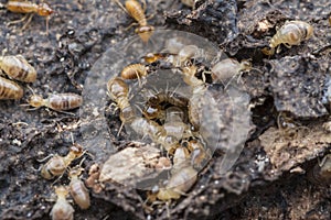 Lots of tiny termites on the dried or dead tree bark