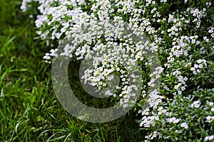 Lots of tiny white florets, flower carpet, green grass