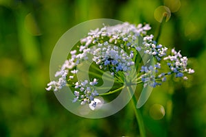 Lots of tiny white florets...