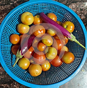 A lots of tomatos and eggplant or aubergine in a bucket
