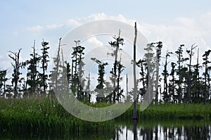 Lots of Trees Growing Out of the Marsh