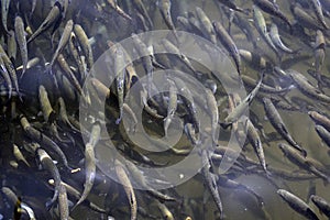 Lots of trouts in trout farm reservoir photo