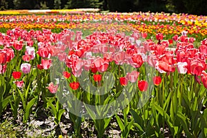 Lots of tulips in different colors