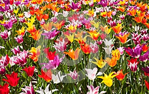 Lots of tulips in different colors