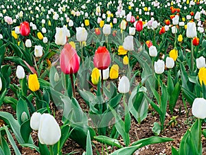 Lots of spring tulips of different colors beautiful flowers