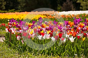 Lots of tulips in different colors in a botanical garden