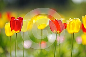 Lots of tulips during a springtime