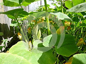 Lots of wail flowers and buds of pumpkins. Sunny summer day