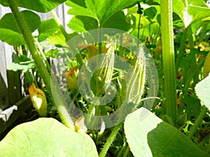 Lots of wail flowers and buds of pumpkins. Sunny summer day