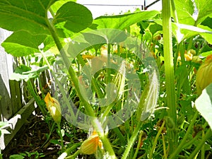 Lots of wail flowers and buds of pumpkins. Sunny summer day