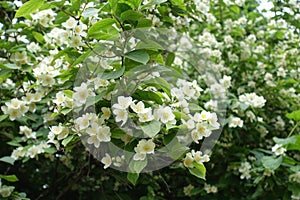 Lots of white flowers of mock orange in June