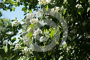 Lots of white flowers of mock-orange in May