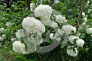 Lots of white flowers of Viburnum opulus roseum in May