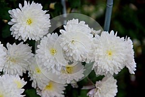 Lots of white garden asters.