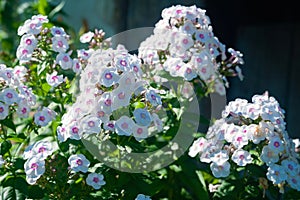 Lots of white phlox. Inflorescences of white phlox paniculata. Decorative floral background