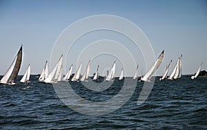 Lots of white sails of yachts