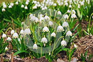 Lots of white spring-flowering flowers of spring snowflake Leucojum vernum