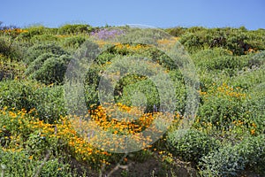 Lots of wild flower blossom at Diamond Valley Lake