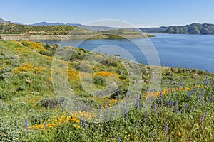 Lots of wild flower blossom at Diamond Valley Lake